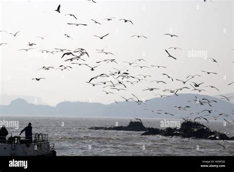 榮成如何到海驢島？其實這是一個有趣的問題，因為它不僅關聯到地理上的探索，也牽涉到人們對自然與文化的探尋。